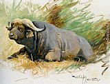 Wilhelm Kuhnert Studie Eines Kafferbuffels painting